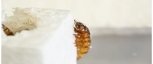 Morio Worm Eating Polystyrene